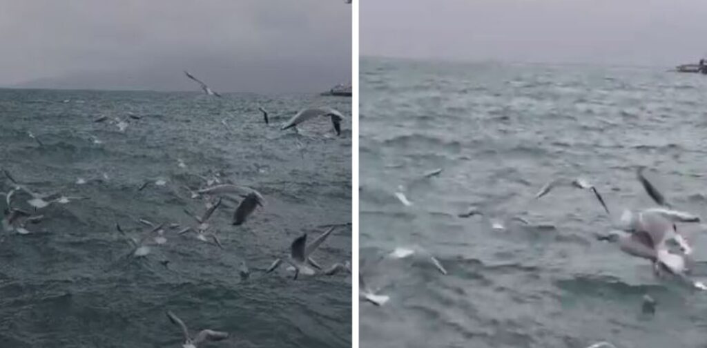 VIDEOLAJM/ Deti i Sarandës “pushtohet” nga pulëbardhat, spektakël natyror mes shiut