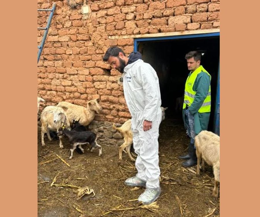 Konfirmohet një fermë me murtajë në Bulqizë, asgjësohen 220 krerë dhi/ Autoriteti Kombëtar i Veterinarisë: Nuk ka rrezik për njerëzit