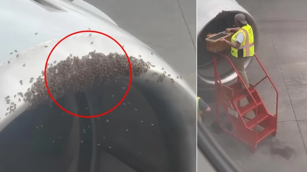 E pazakontë/ Kosherja e bletëve zbulohet brenda motorit të avionit, ndërhyjnë autoritetet… (VIDEO)