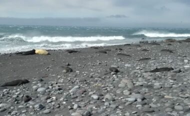 Gripi i shpendëve godet Antarktidën, mbi 13 mijë foka, pinguinë dhe zogj të ngordhur