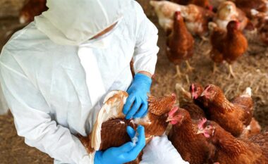 Australia regjistron rastin e parë të gripit të shpendëve H5N1 në kontinent