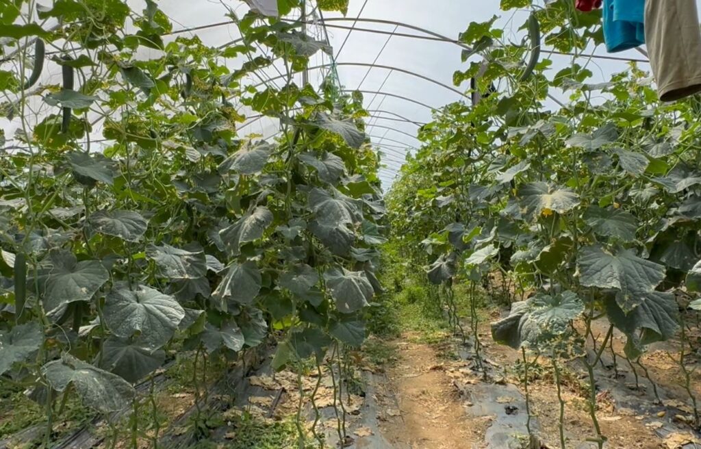 Low farm prices and expensive market sales, cucumber farmers in Elbasan raise concerns over minimal profits