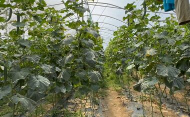 Çmimi i ulët në fermë dhe shitja e shtrenjtë në treg, fermerët e kastravecit në Elbasan ngrenë shqetësimin për fitimet minimale